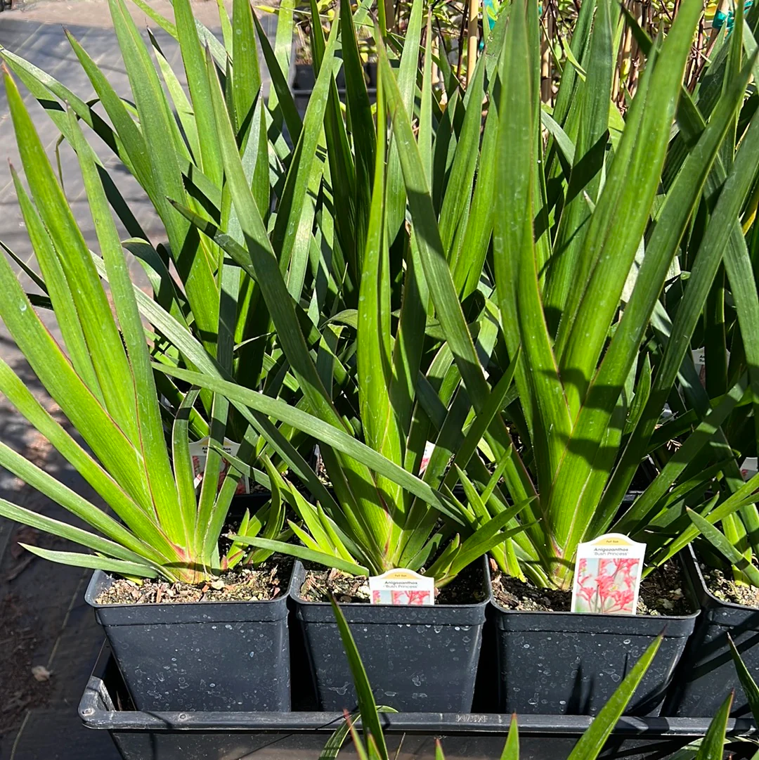 Herbs & Perennials