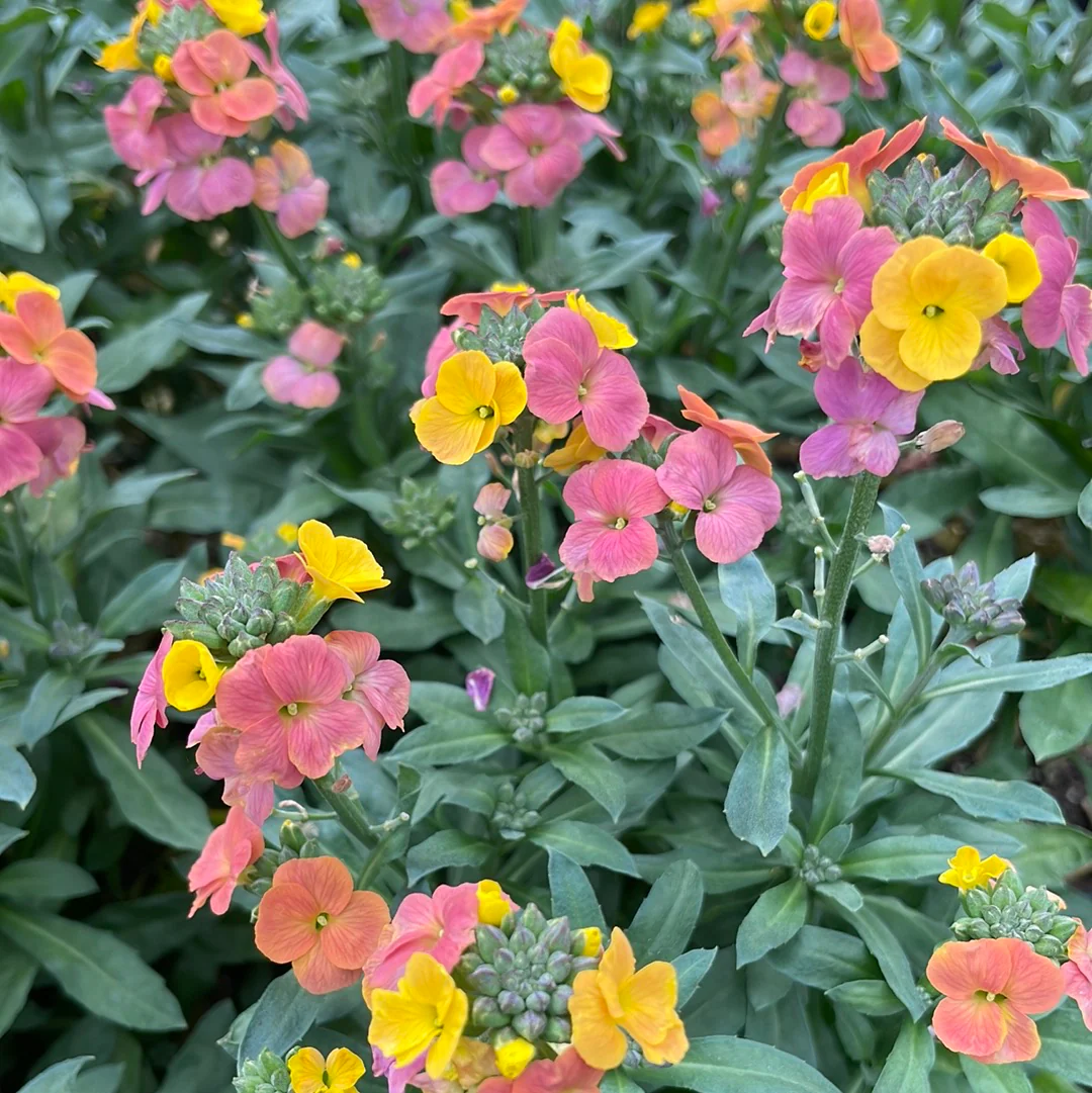 Dry Garden